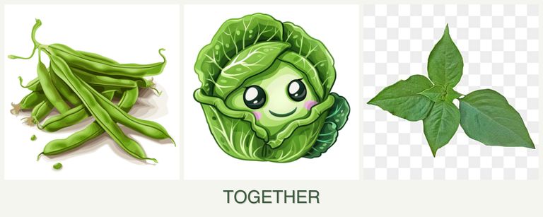 Can you plant beans, cabbage and basil together?