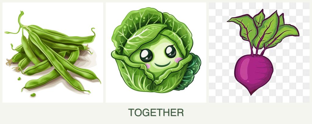 Can you plant beans, cabbage and beets together?