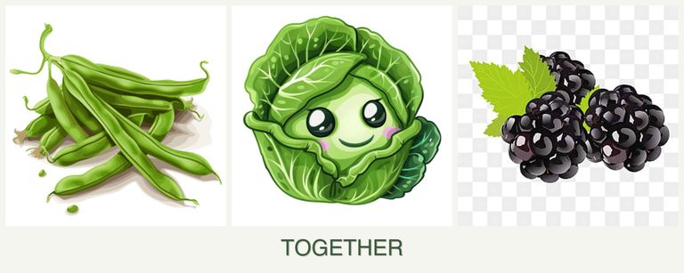 Can you plant beans, cabbage and blackberries together?