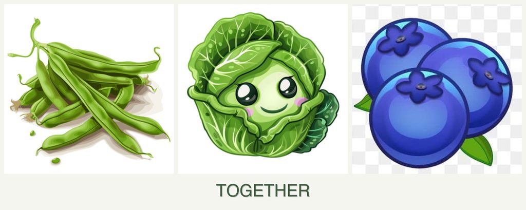 Can you plant beans, cabbage and blueberries together?