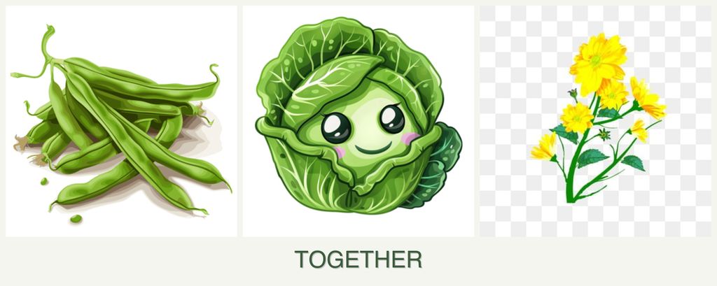 Can you plant beans, cabbage and calendula together?