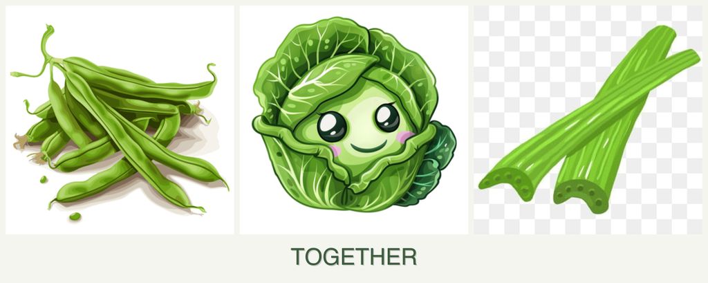 Can you plant beans, cabbage and celery together?