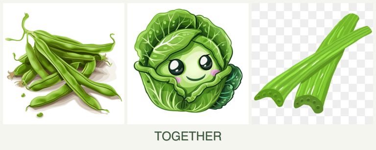 Can you plant beans, cabbage and celery together?