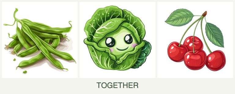 Can you plant beans, cabbage and cherries together?
