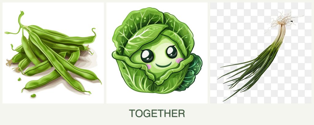 Can you plant beans, cabbage and chives together?