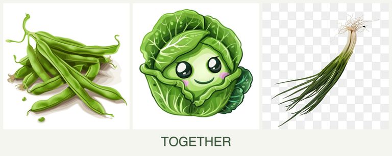 Can you plant beans, cabbage and chives together?