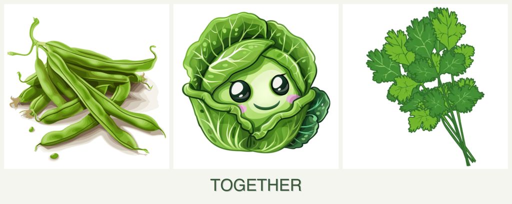 Can you plant beans, cabbage and cilantro together?