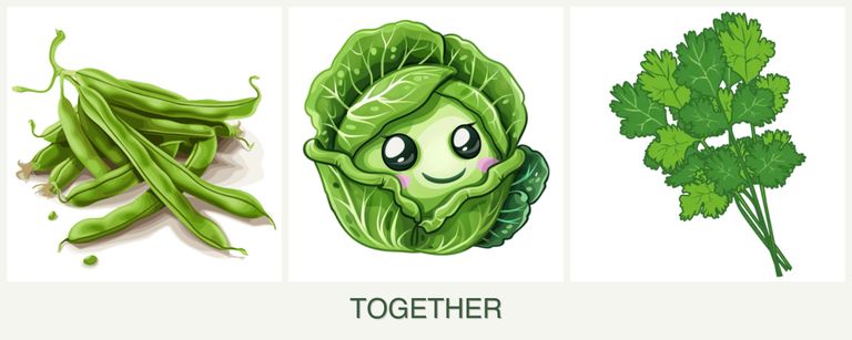 Can you plant beans, cabbage and cilantro together?