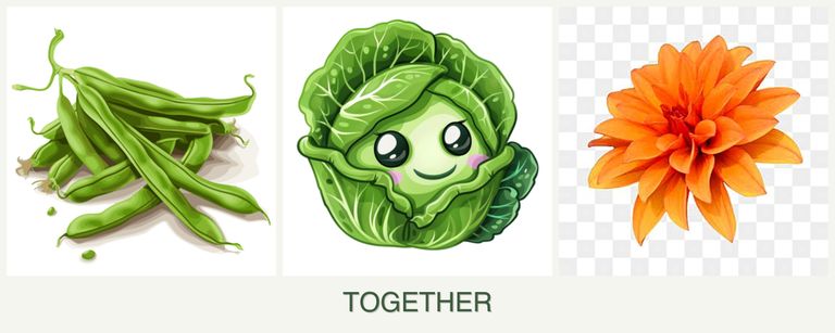 Can you plant beans, cabbage and dahlias together?