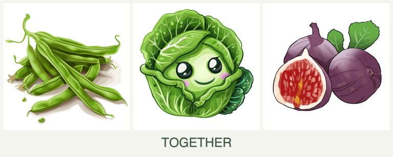 Can you plant beans, cabbage and figs together?