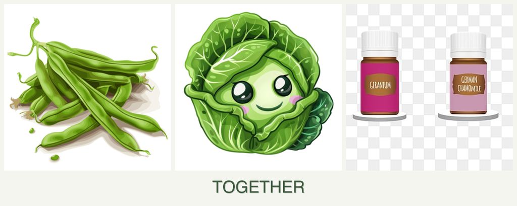Can you plant beans, cabbage and geraniums together?