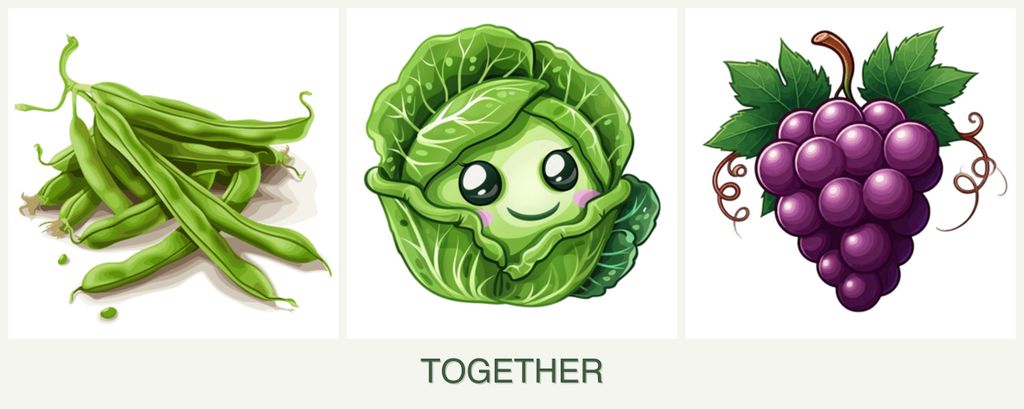 Can you plant beans, cabbage and grapes together?