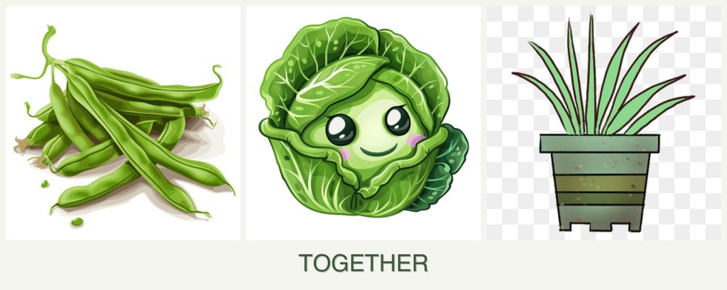Can you plant beans, cabbage and lemongrass together?