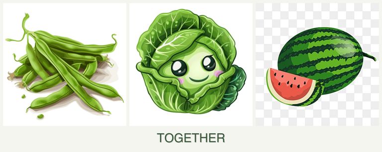 Can you plant beans, cabbage and melons together?