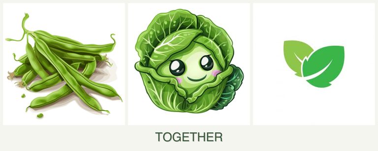 Can you plant beans, cabbage and mint together?