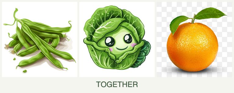 Can you plant beans, cabbage and oranges together?