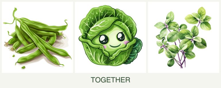 Can you plant beans, cabbage and oregano together?