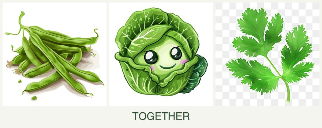 Can you plant beans, cabbage and parsley together?