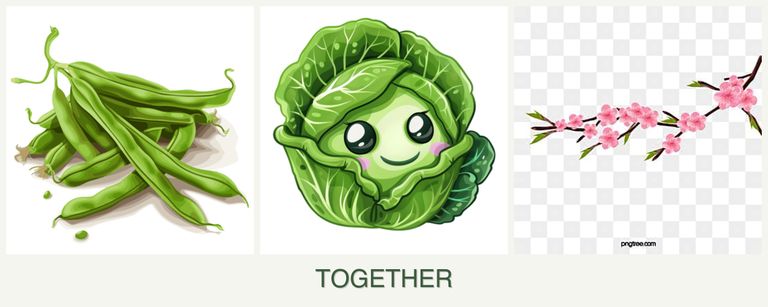 Can you plant beans, cabbage and peaches together?