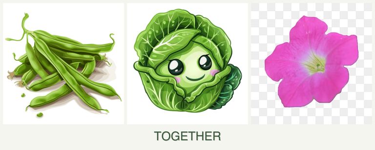 Can you plant beans, cabbage and petunias together?