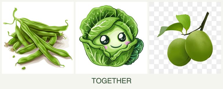 Can you plant beans, cabbage and plums together?