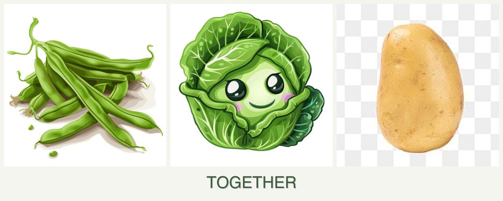 Can you plant beans, cabbage and potatoes together?