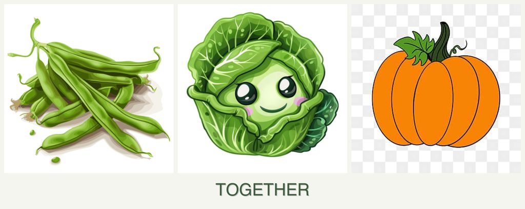 Can you plant beans, cabbage and pumpkin together?