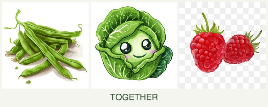 Can you plant beans, cabbage and raspberries together?