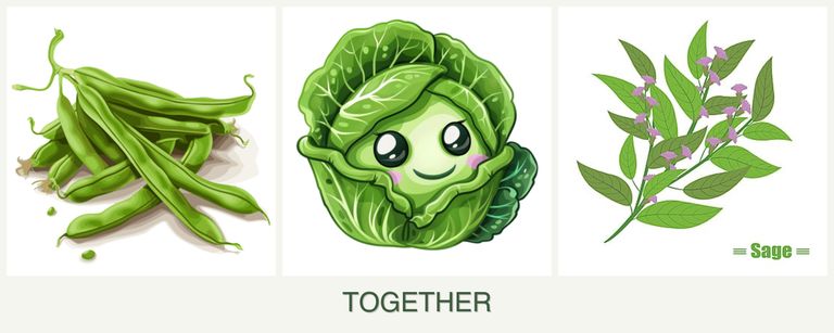 Can you plant beans, cabbage and sage together?