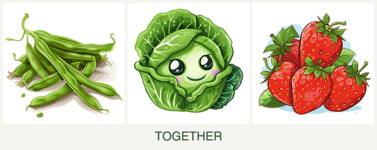 Can you plant beans, cabbage and strawberries together?