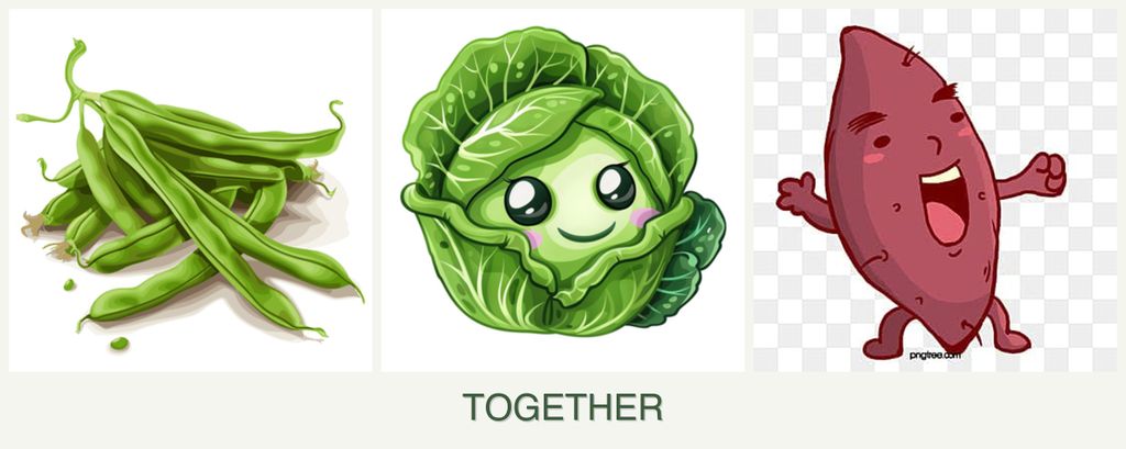 Can you plant beans, cabbage and sweet potatoes together?