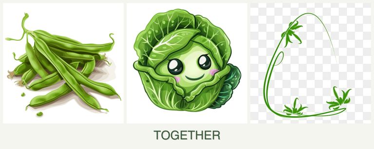 Can you plant beans, cabbage and tarragon together?