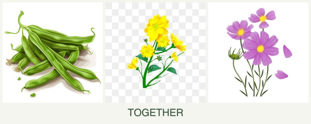 Can you plant beans, calendula and cosmos together?