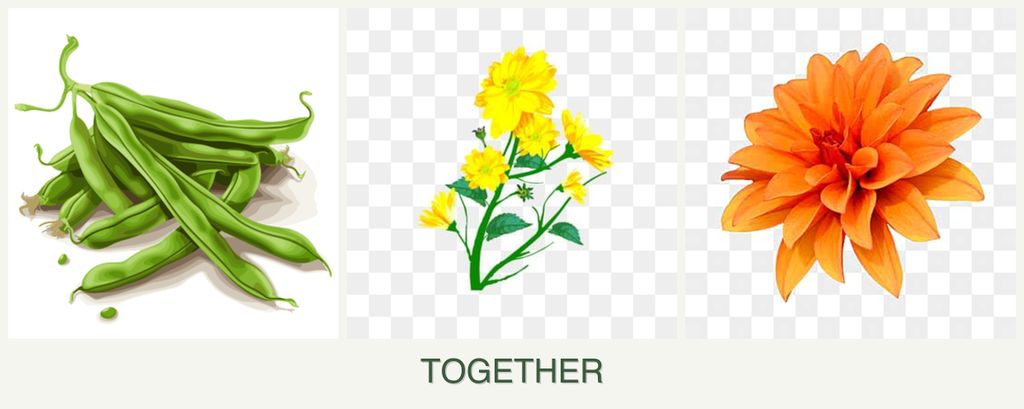 Can you plant beans, calendula and dahlias together?