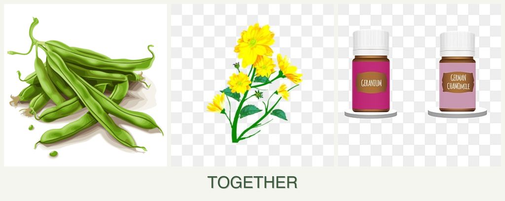 Can you plant beans, calendula and geraniums together?