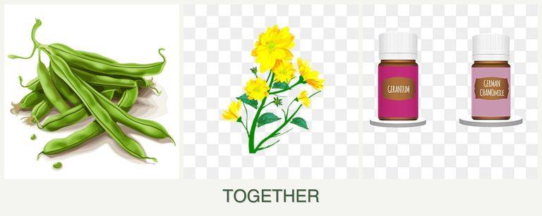Can you plant beans, calendula and geraniums together?