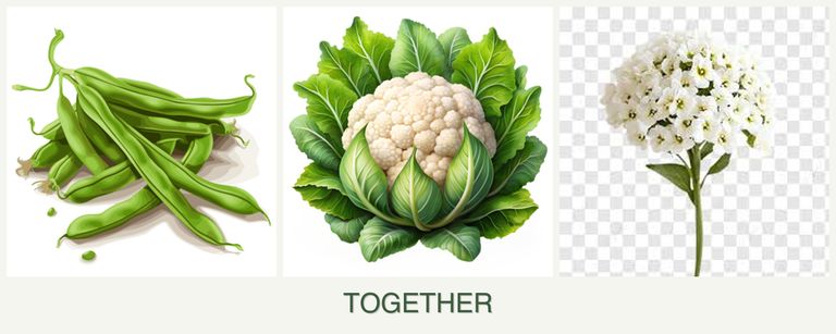 Can you plant beans, cauliflower and alyssum together?