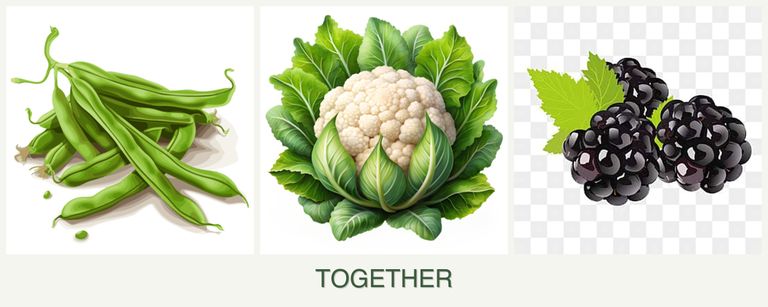 Can you plant beans, cauliflower and blackberries together?