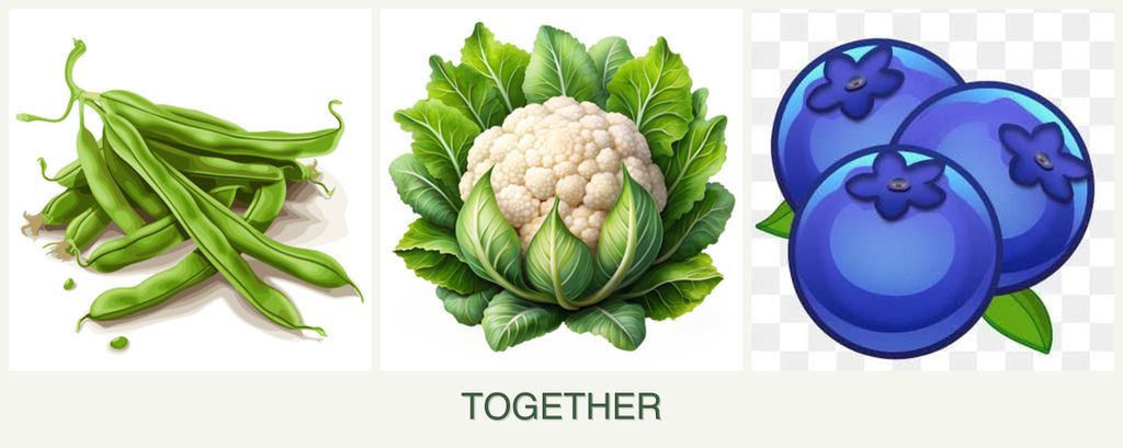 Can you plant beans, cauliflower and blueberries together?