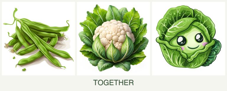 Can you plant beans, cauliflower and cabbage together?