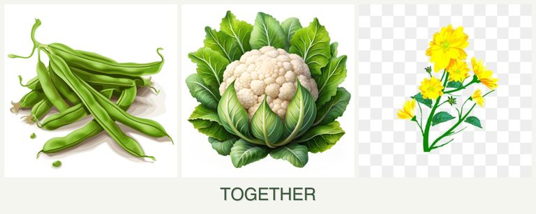 Can you plant beans, cauliflower and calendula together?