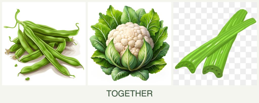 Can you plant beans, cauliflower and celery together?