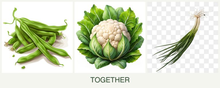 Can you plant beans, cauliflower and chives together?