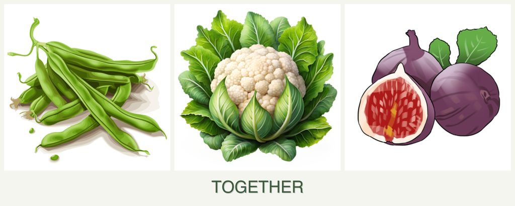 Can you plant beans, cauliflower and figs together?