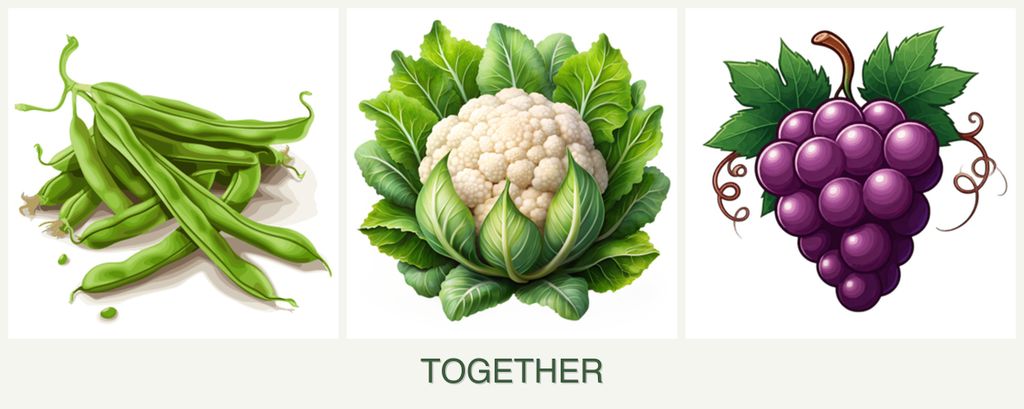 Can you plant beans, cauliflower and grapes together?