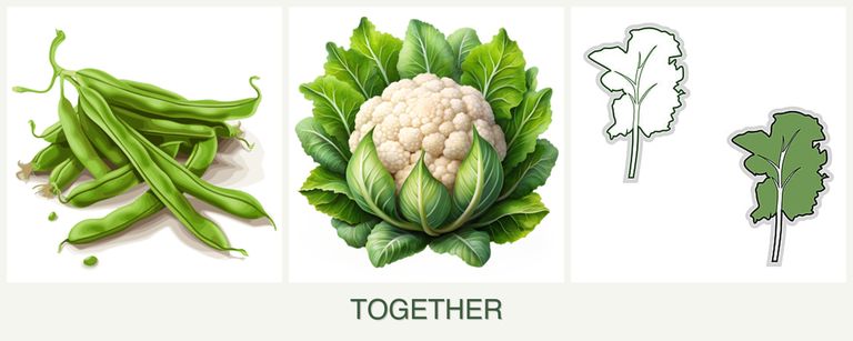 Can you plant beans, cauliflower and kale together?