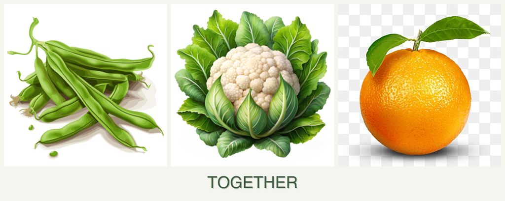 Can you plant beans, cauliflower and oranges together?