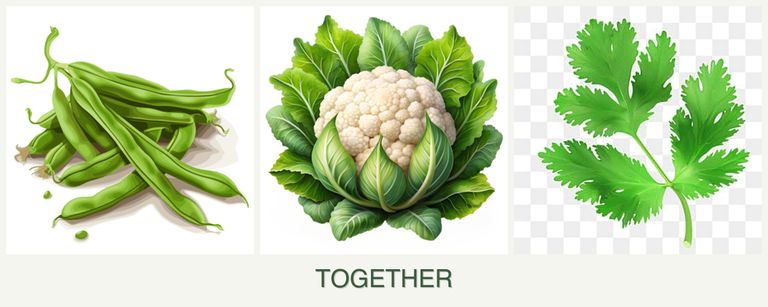 Can you plant beans, cauliflower and parsley together?