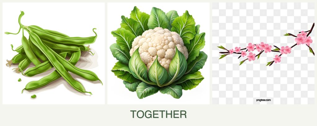 Can you plant beans, cauliflower and peaches together?