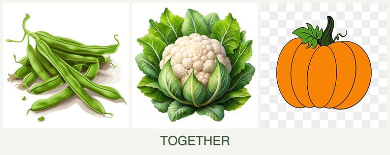 Can you plant beans, cauliflower and pumpkin together?